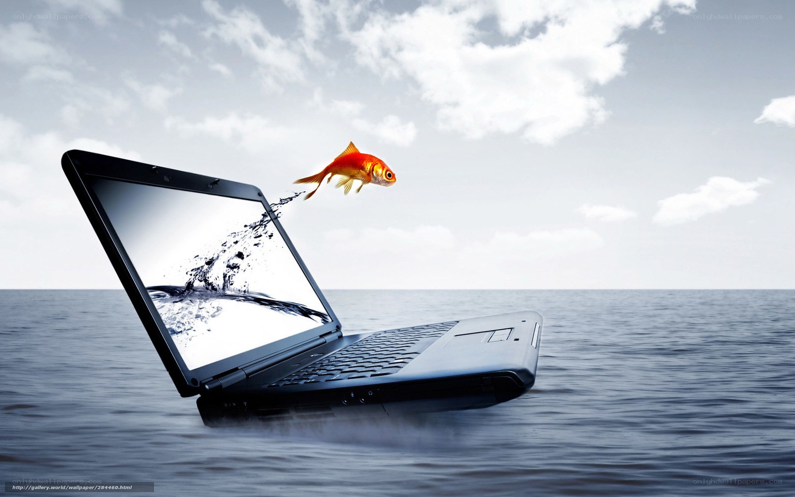goldfish jumping from laptop