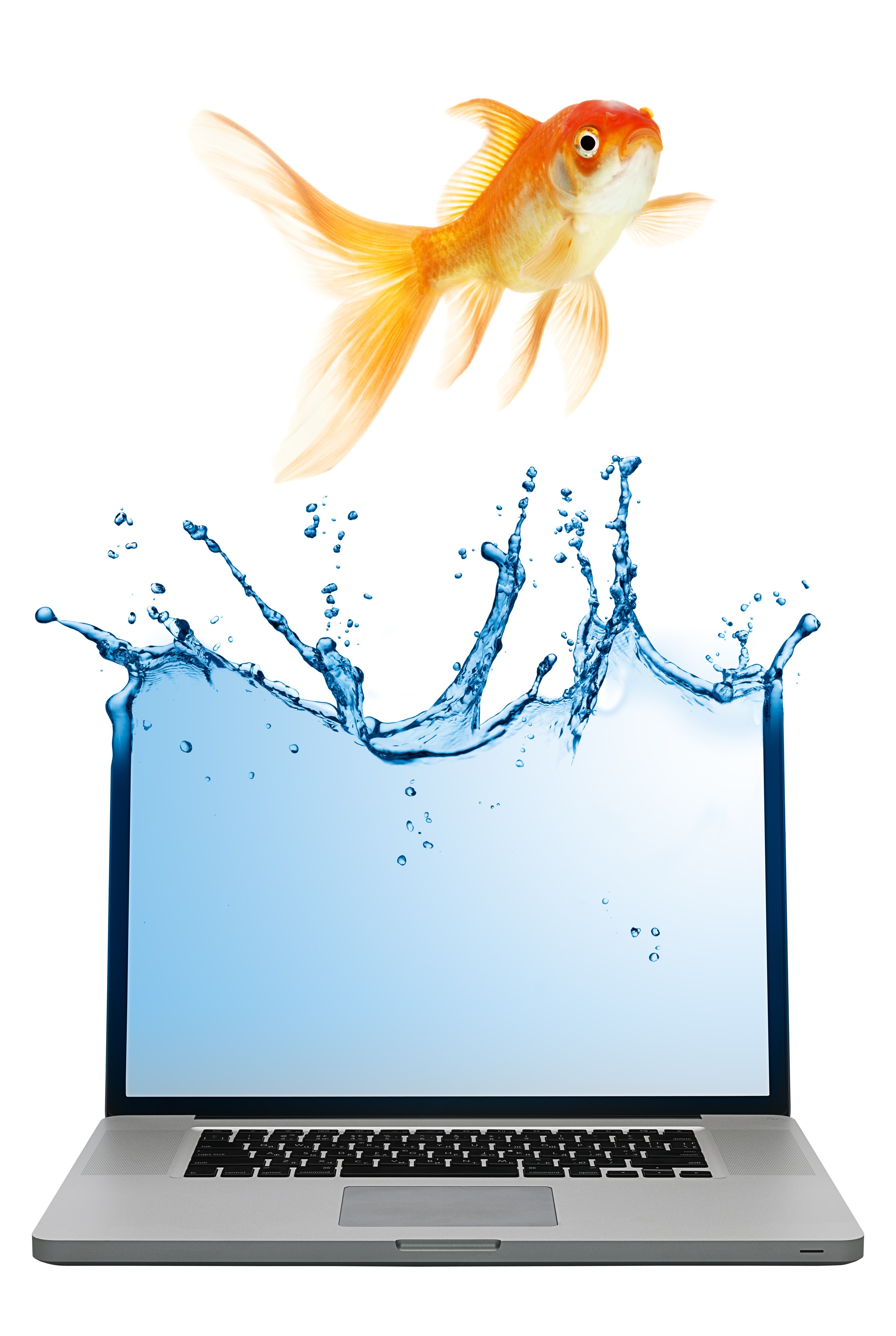 goldfish jumping from laptop