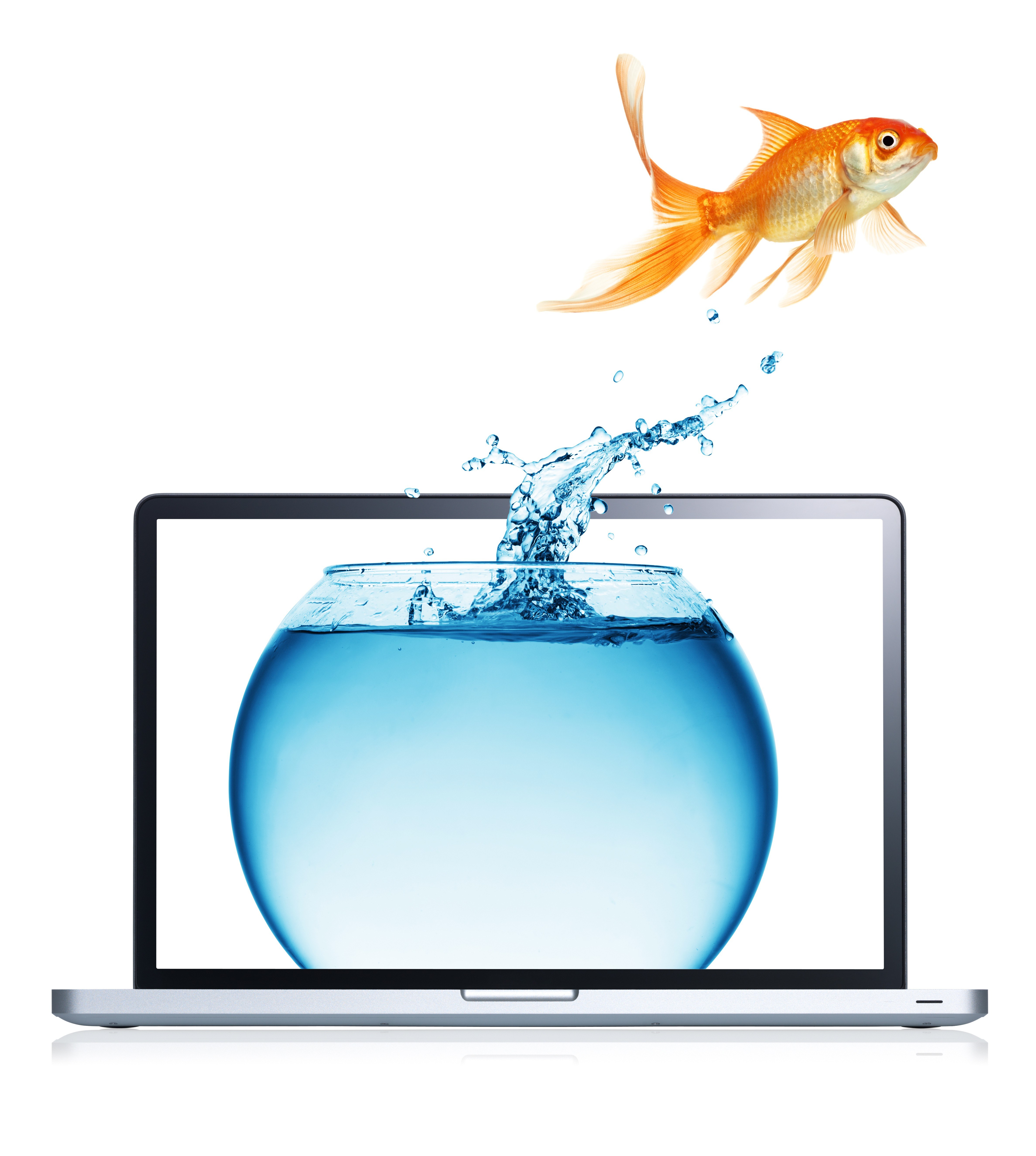 goldfish jumping from laptop