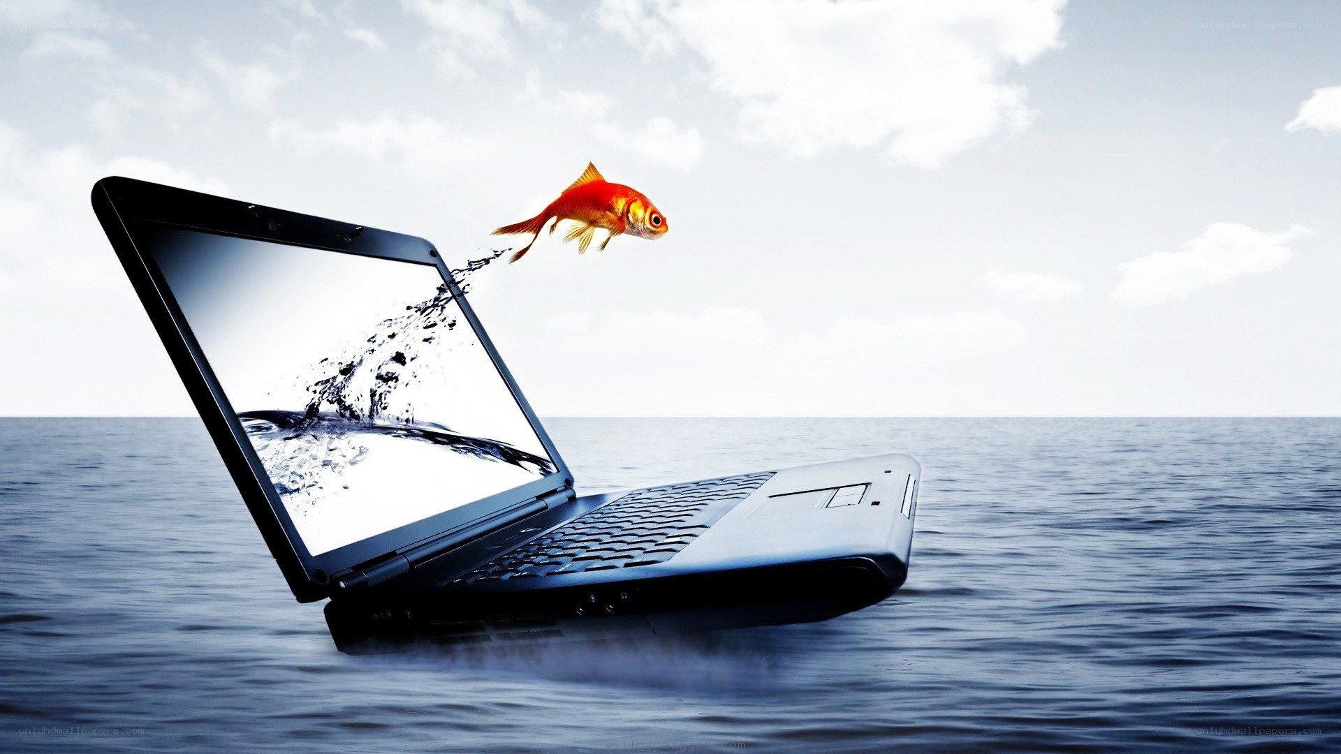 goldfish jumping from laptop