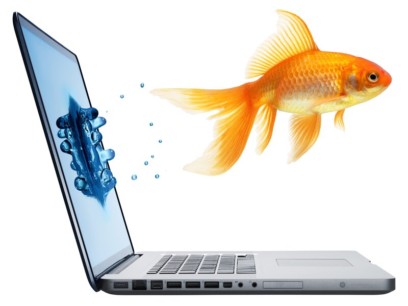 Goldfish Jumping from Laptop — Orange, Playful, Photograph