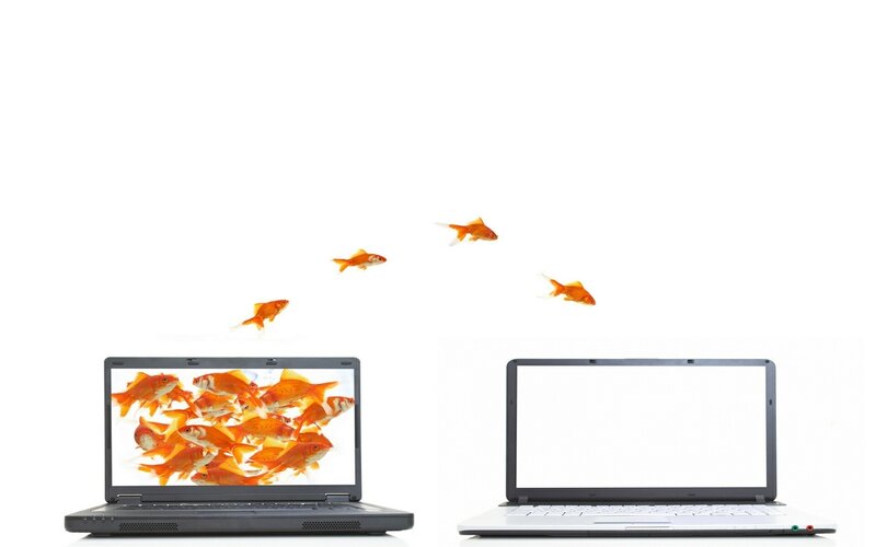 Goldfish Jumping from Laptop — White, Playful