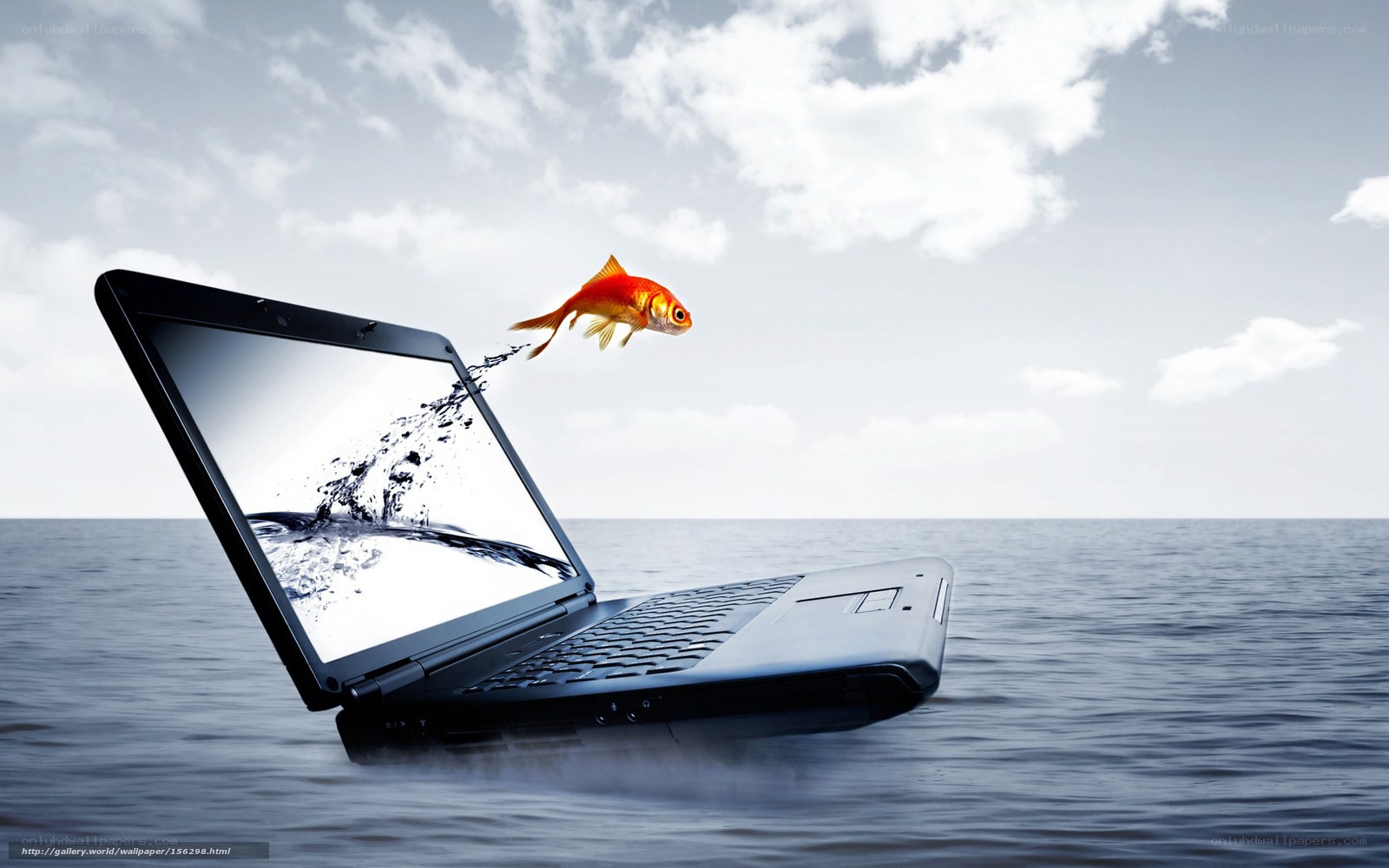 goldfish jumping from laptop