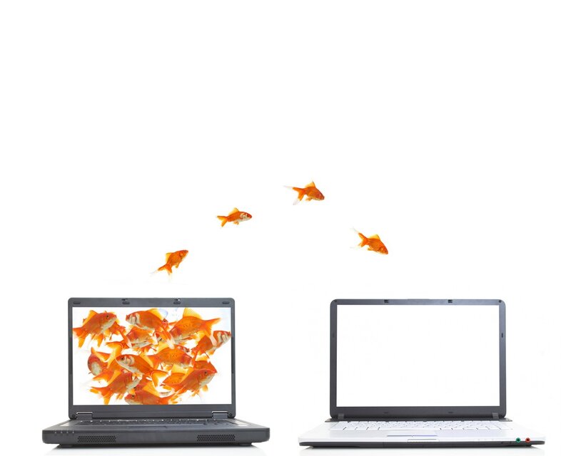 goldfish jumping from laptops