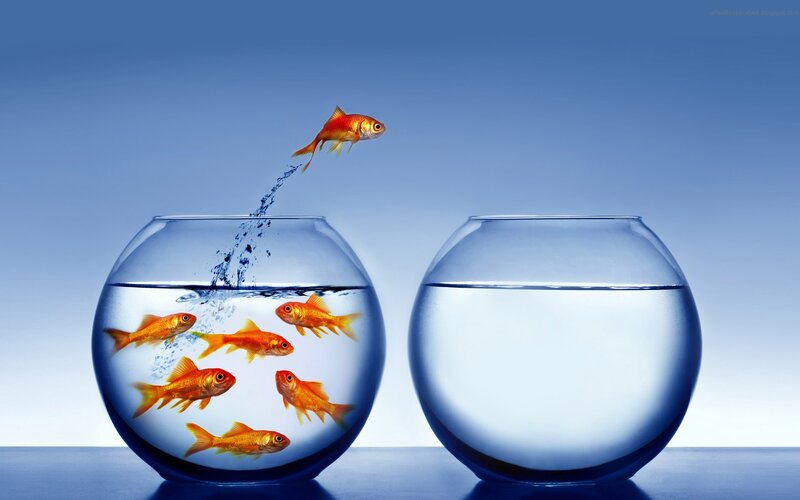 Goldfish Jumping Out — Blue, Dramatic, Photograph