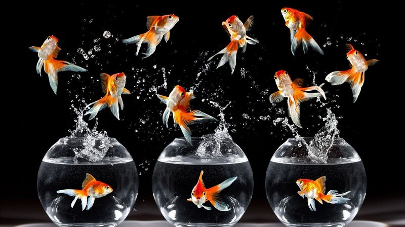 goldfish jumping out of bowls