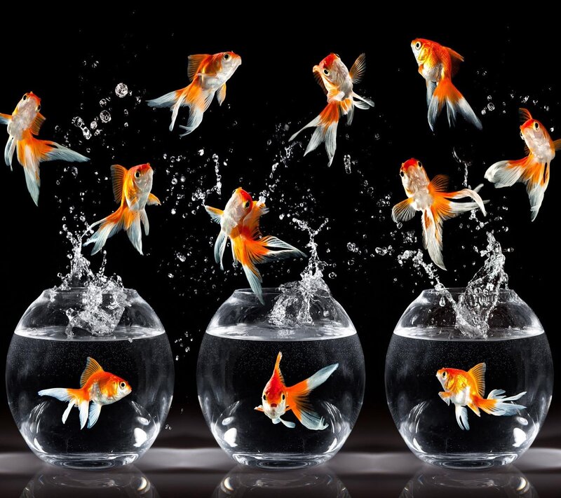 Goldfish Jumping Out of Bowls — Orange, Dramatic, Photograph
