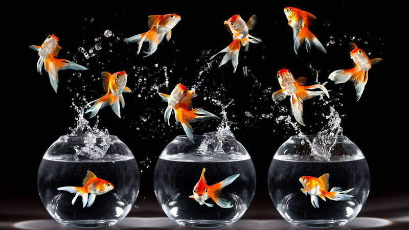 Goldfish Jumping Out of Bowls — Orange, Dramatic