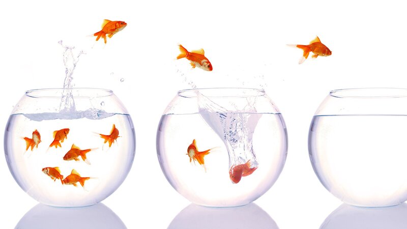 goldfish jumping out of bowls