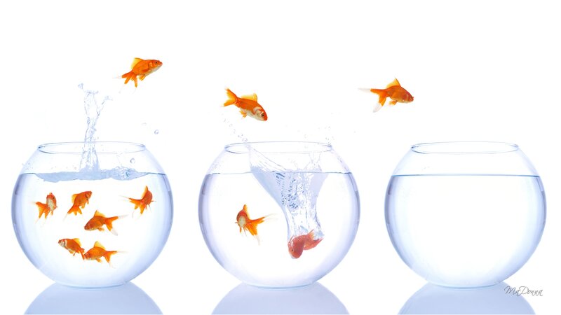 Goldfish Jumping Out of Bowls — White, Dynamic