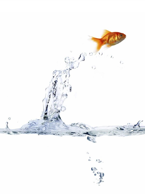 goldfish jumping out of water