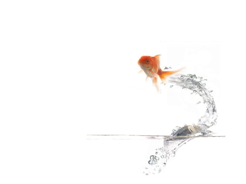 goldfish jumping out of water