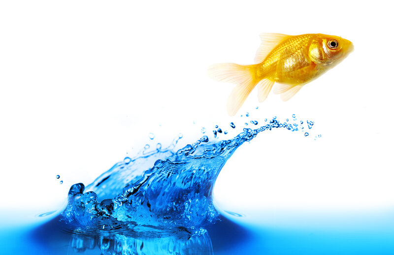 Goldfish Jumping Out of Water — Blue, Dynamic