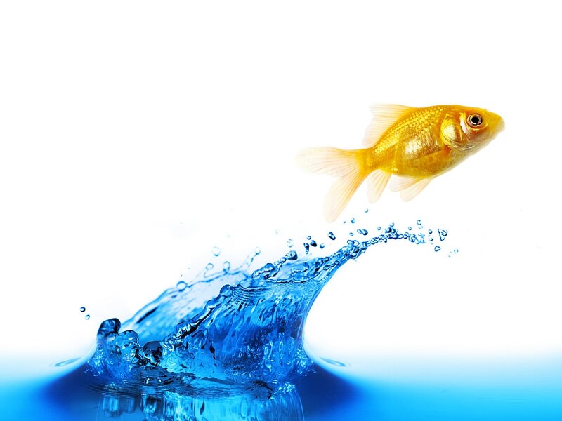 Goldfish Jumping Out of Water — Blue