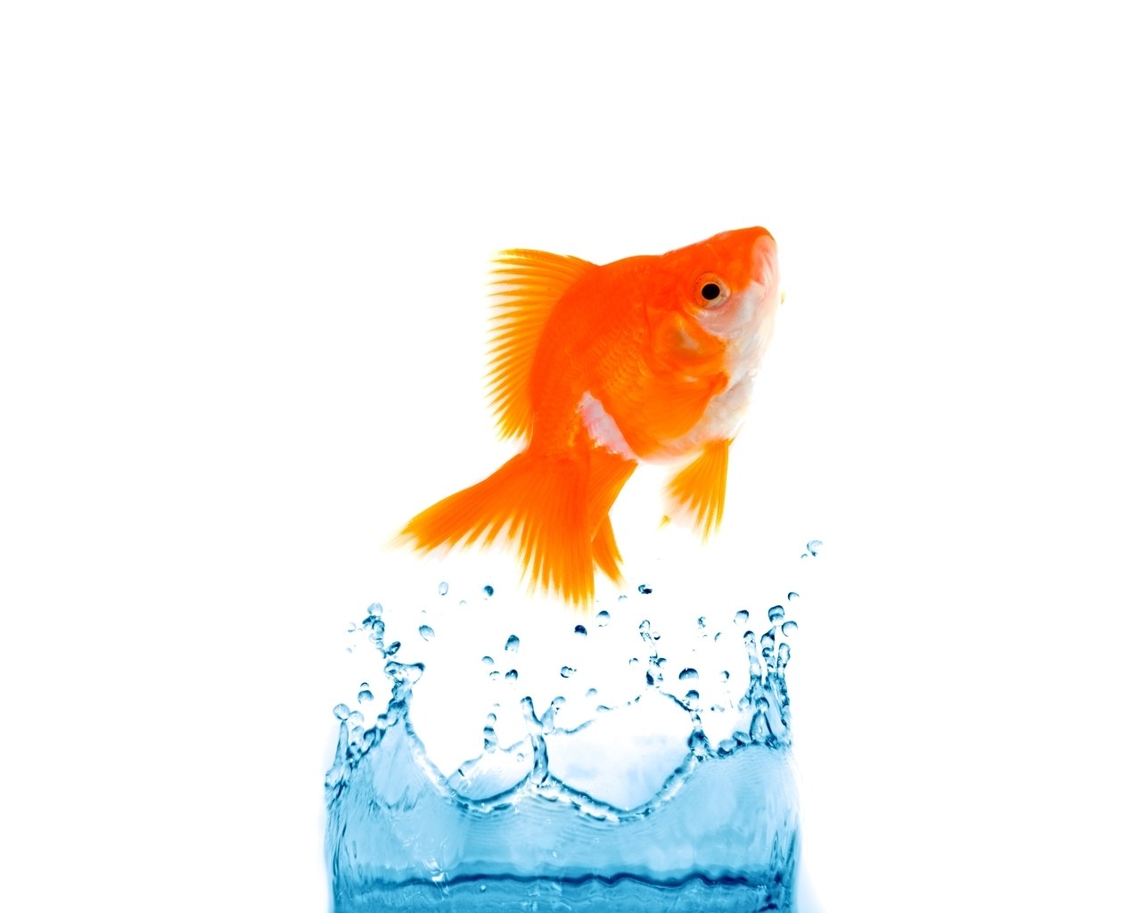 goldfish jumping out of water