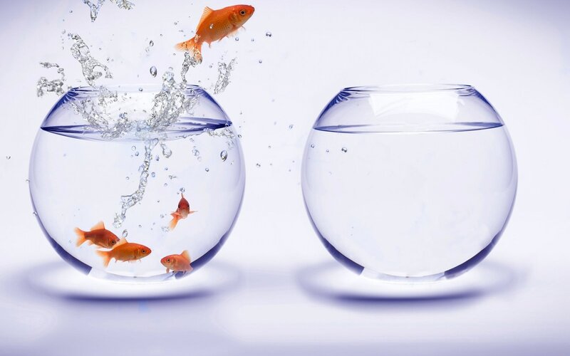 Goldfish Jumping Out — White, Dynamic
