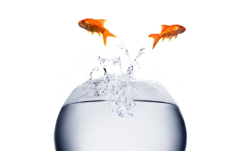 Goldfish Jumping Out — White