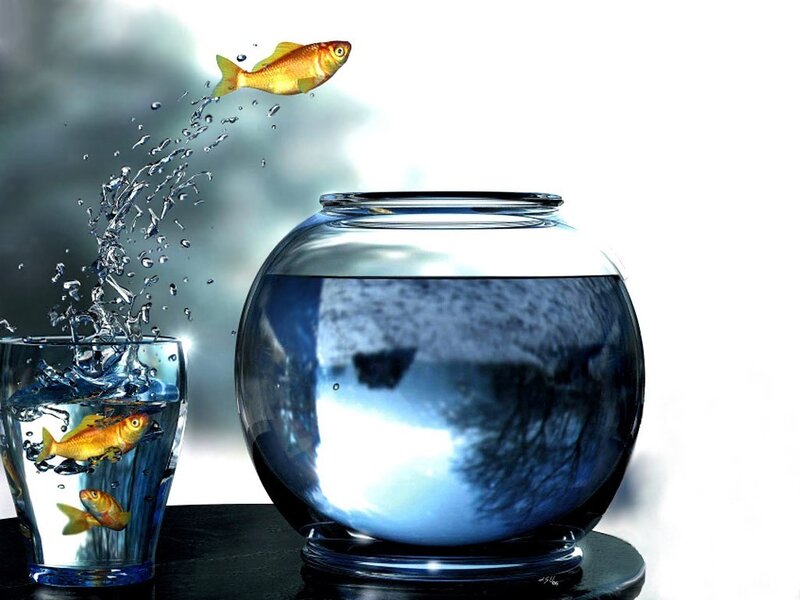 Goldfish Jumping