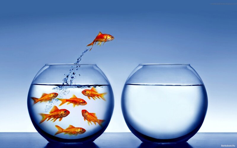 goldfish jumping to new bowl