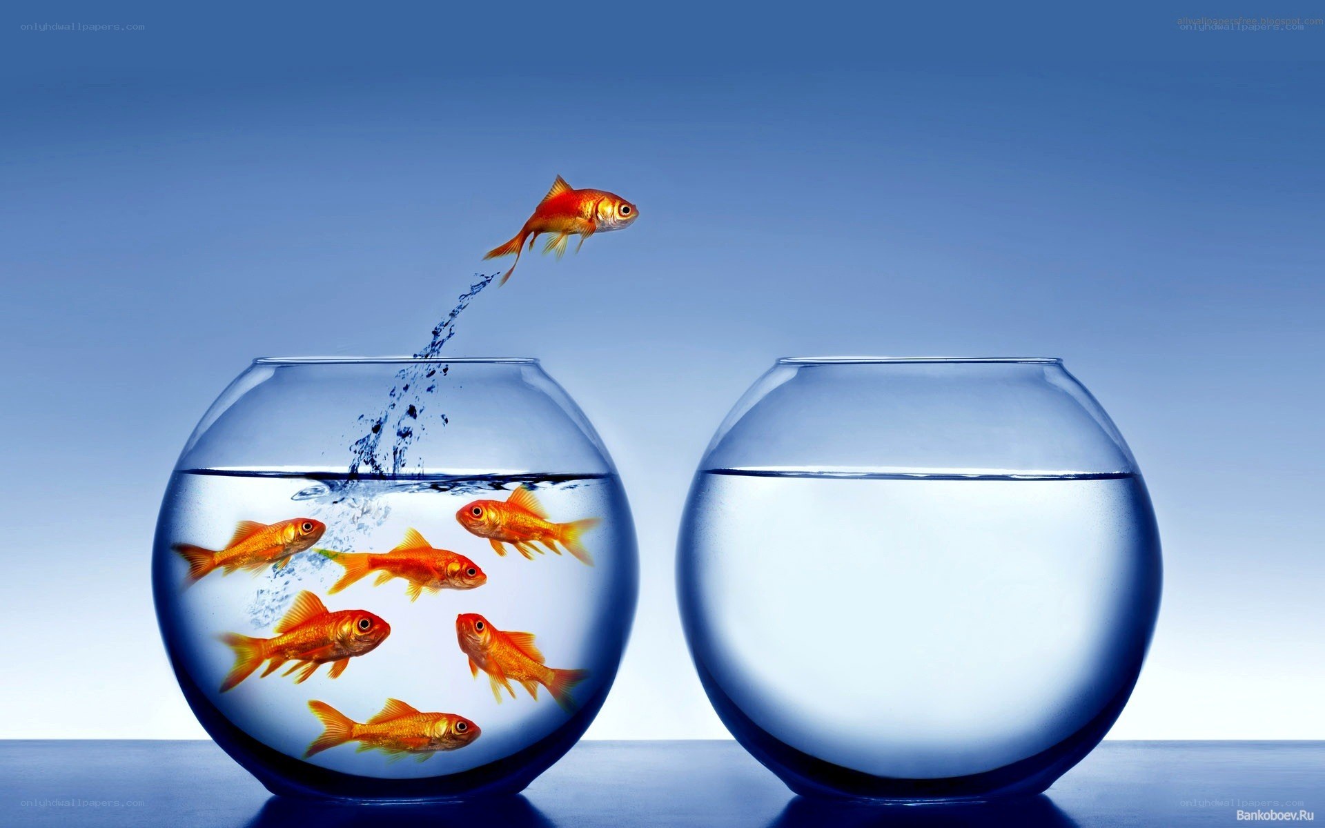 goldfish jumping to new bowl
