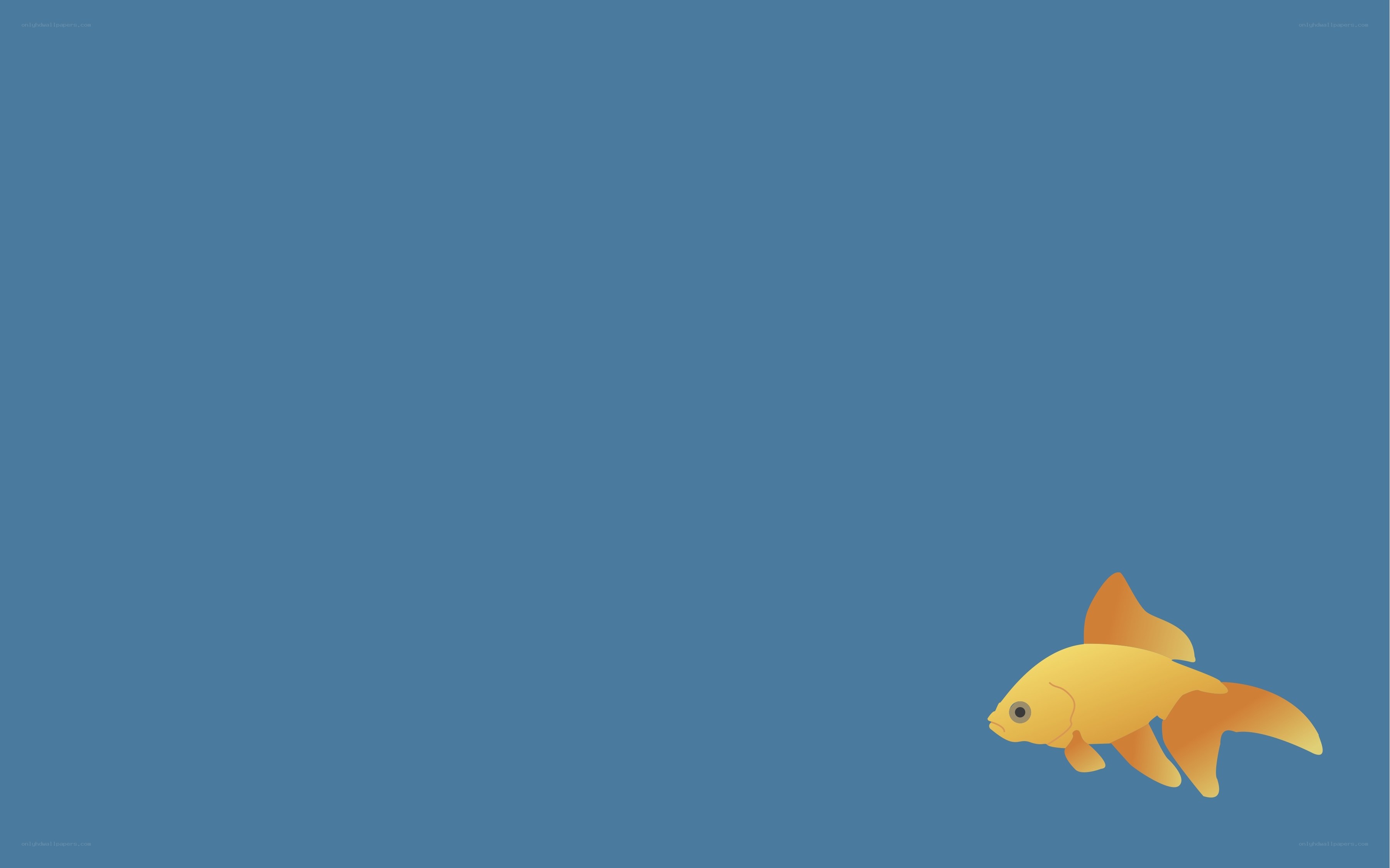 goldfish on blue background
