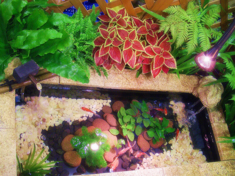 Goldfish Pond with Plants