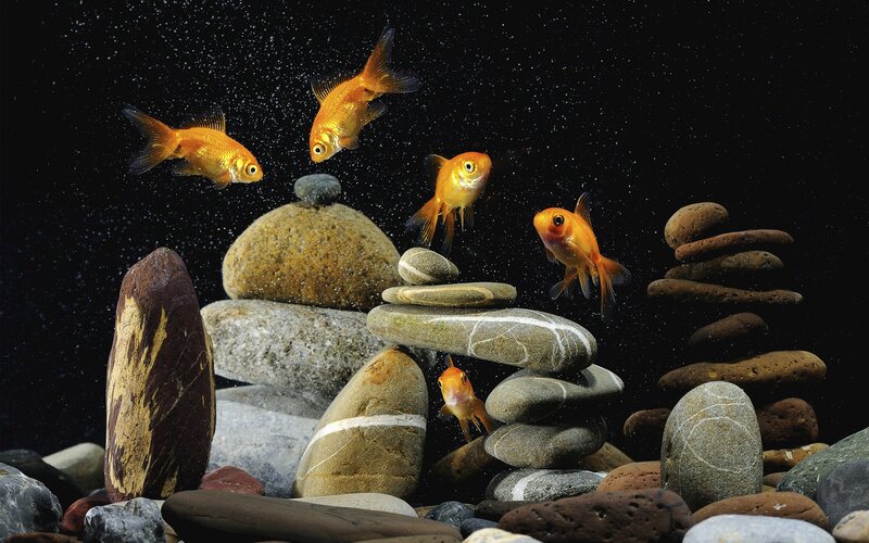 goldfish swimming among rocks