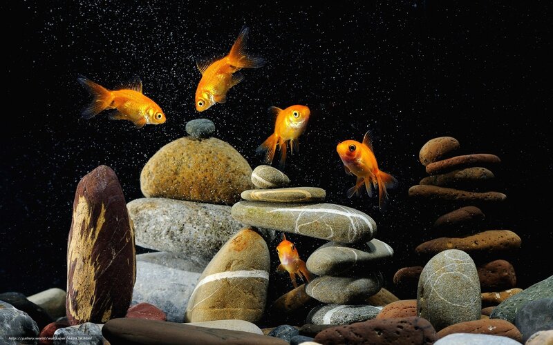 Goldfish Swimming Among Rocks — Black