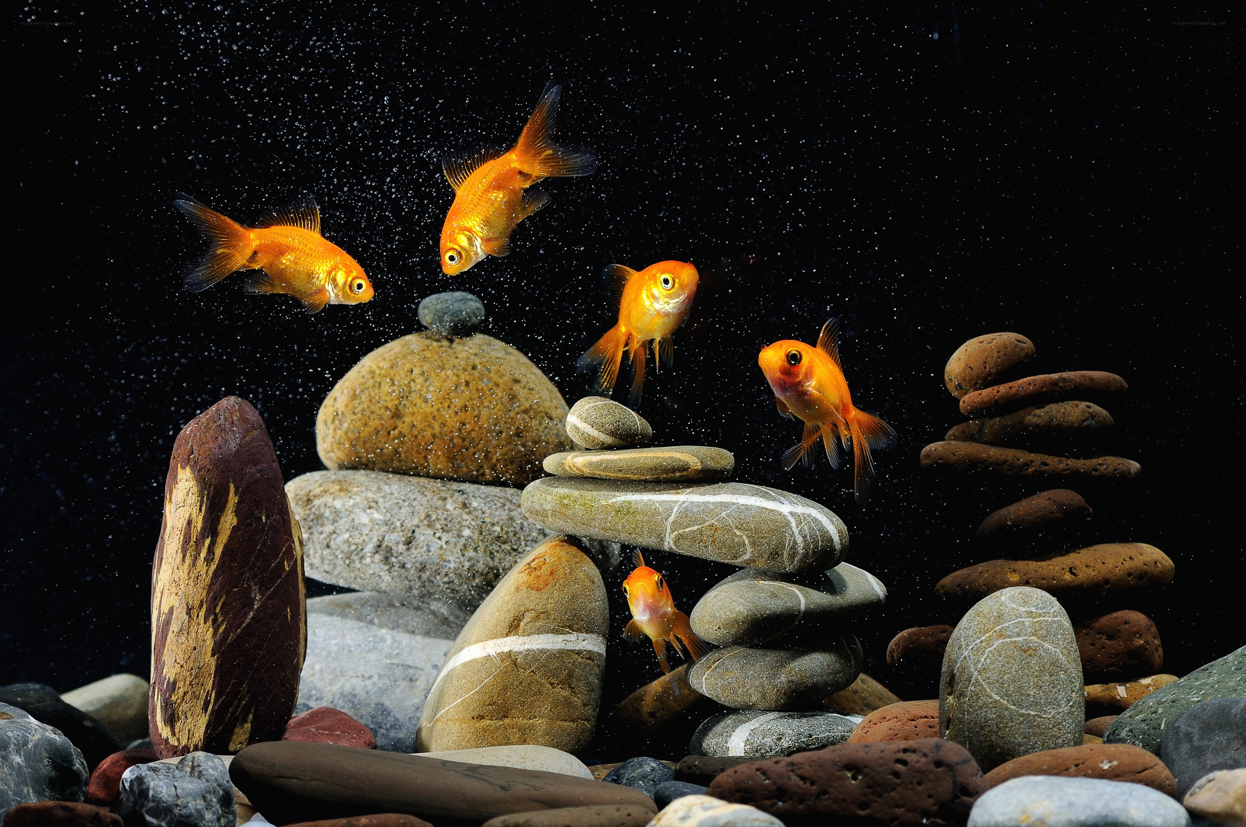 Goldfish swimming among rocks