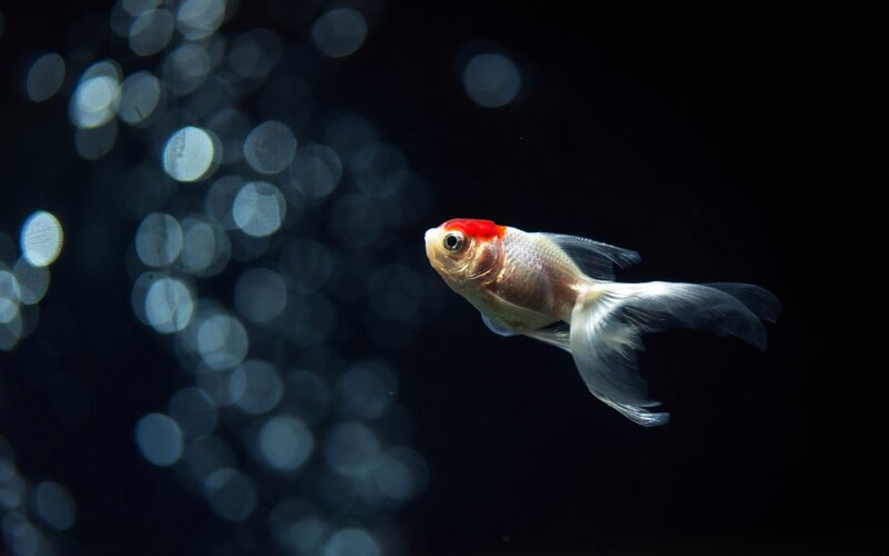 Goldfish Swimming — Black