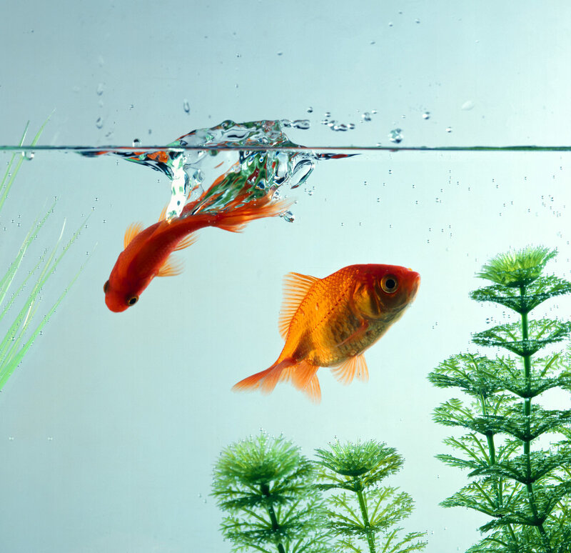 Goldfish swimming in aquarium