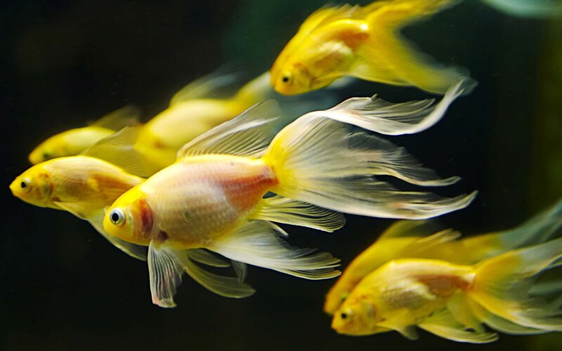 goldfish swimming in aquarium