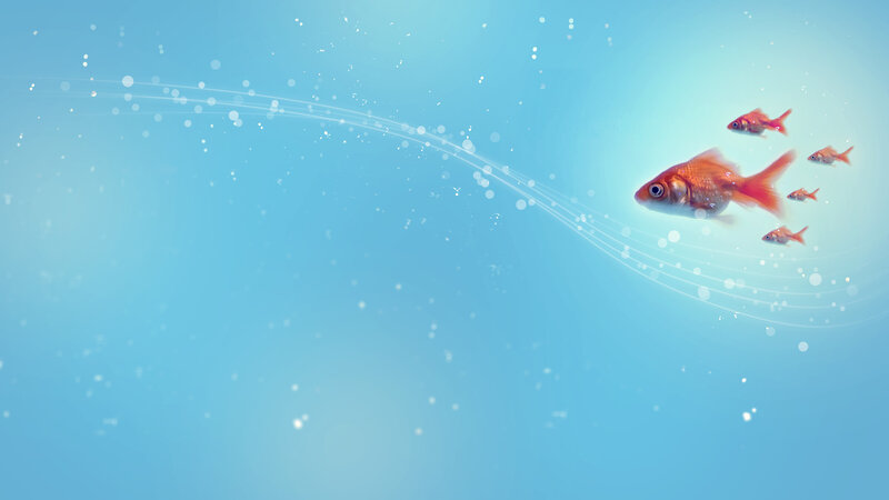 goldfish swimming in blue water