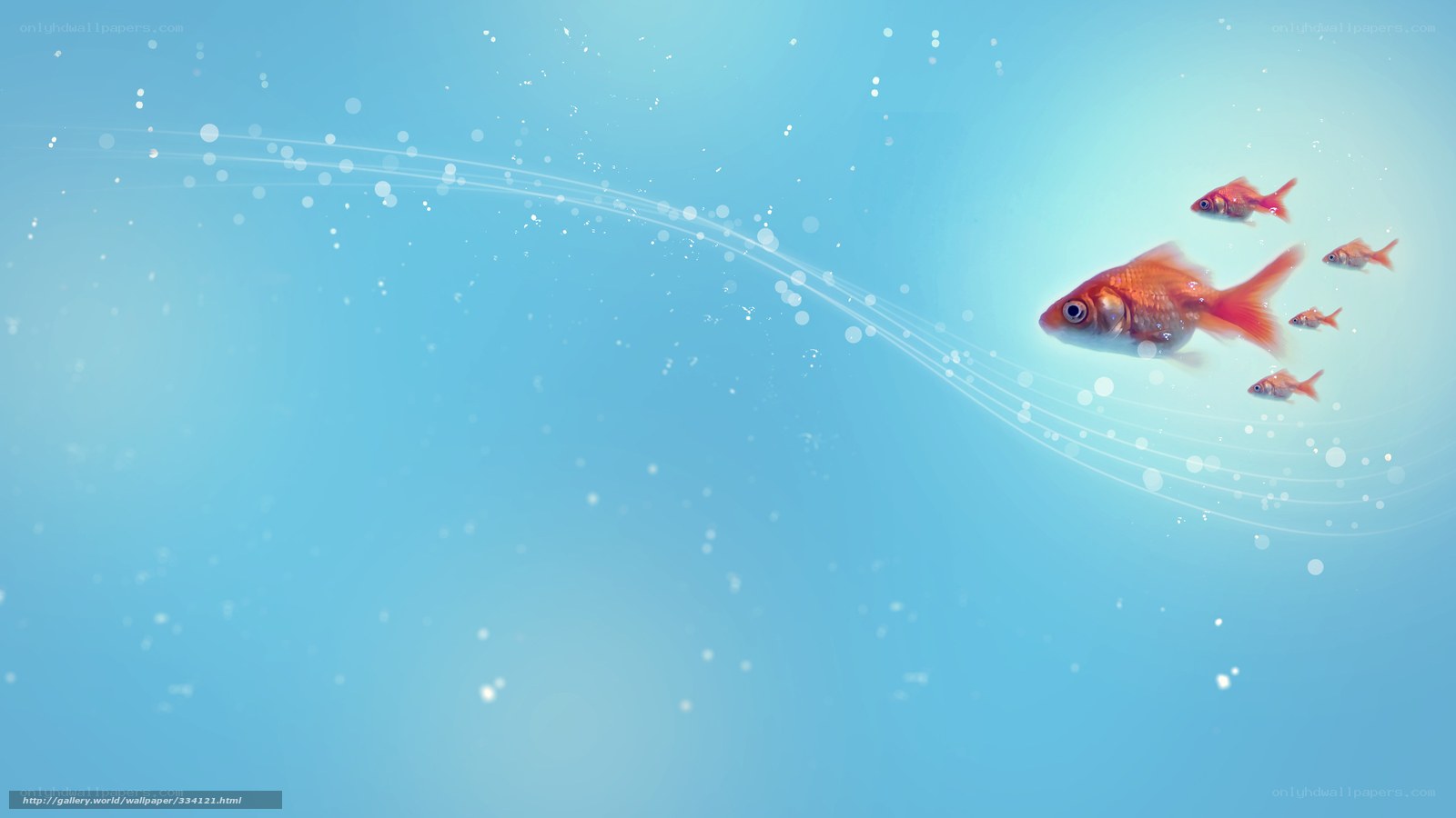 goldfish swimming in blue water