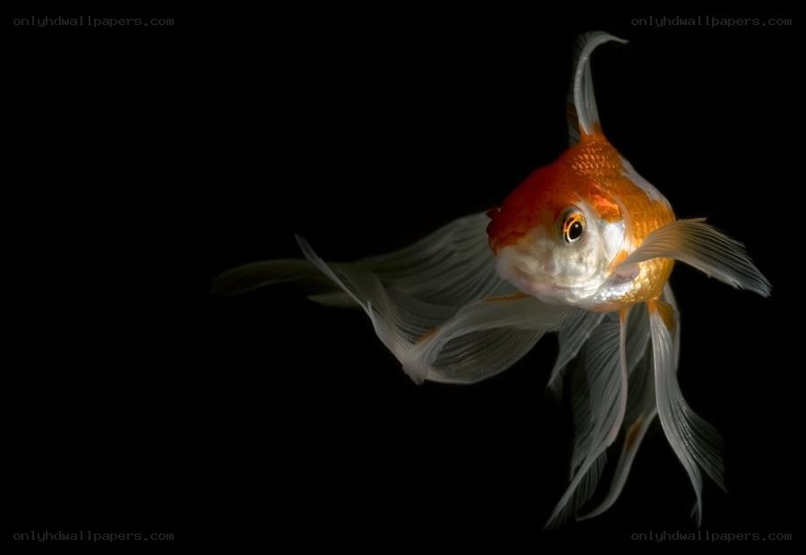 goldfish swimming in darkness