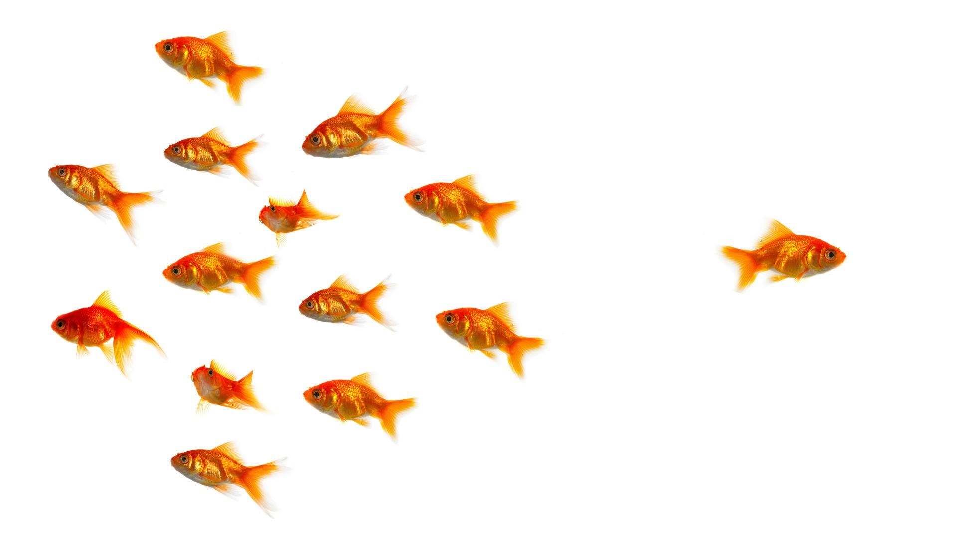 goldfish swimming in formation