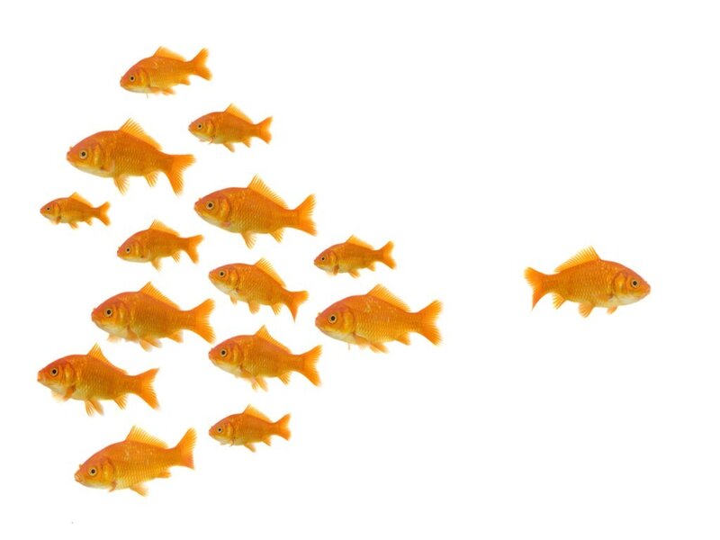 Goldfish Swimming in Formation — Orange