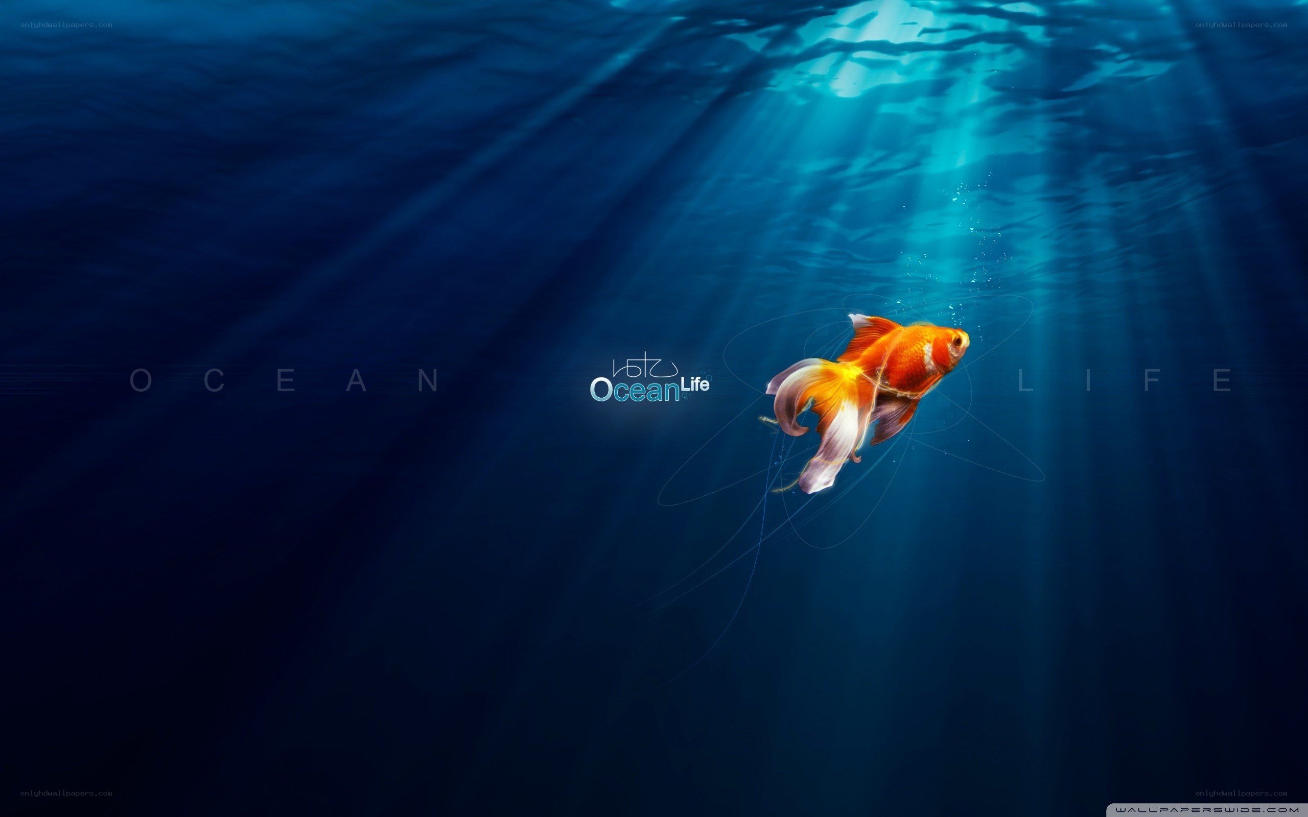 goldfish swimming in ocean