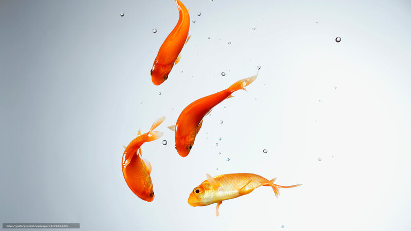 goldfish swimming in water