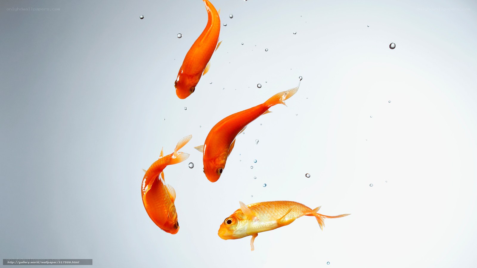 goldfish swimming in water