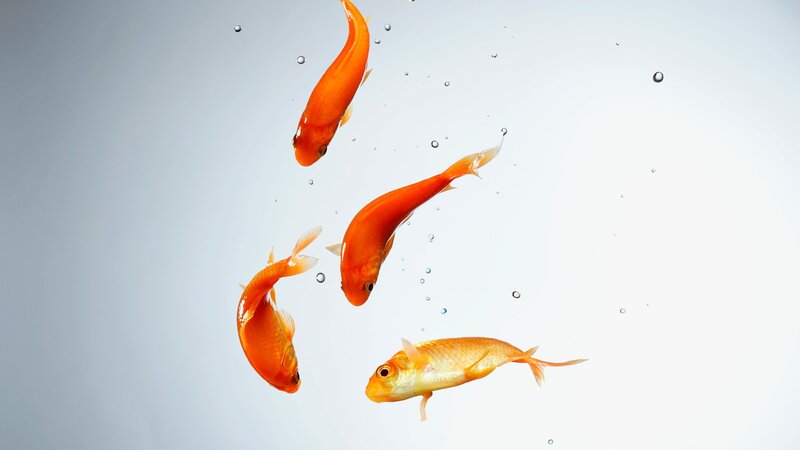 goldfish swimming in water