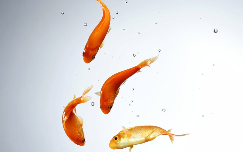 goldfish swimming in water
