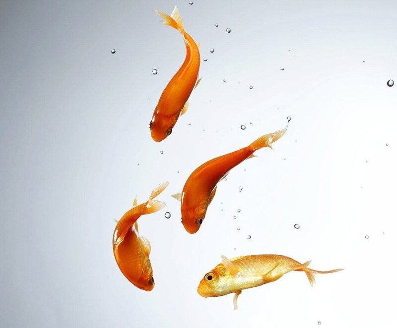 goldfish swimming in water