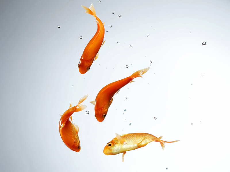 goldfish swimming in water