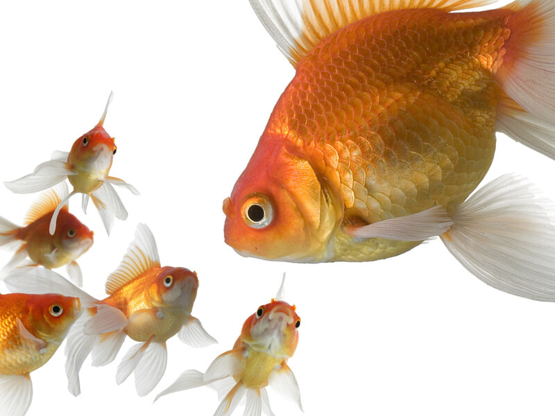 goldfish swimming in water