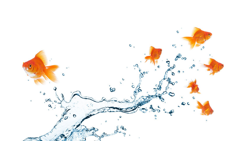 Goldfish Swimming in Water — Orange, Dynamic