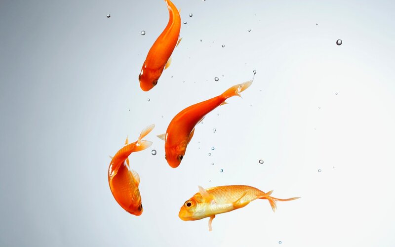 Goldfish Swimming in Water — Orange