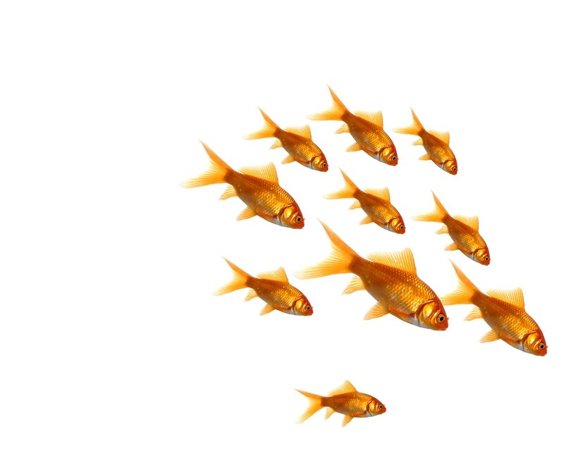 Goldfish Swimming — Orange