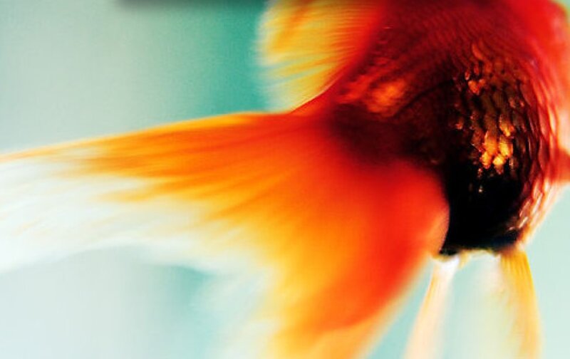 Goldfish Swimming