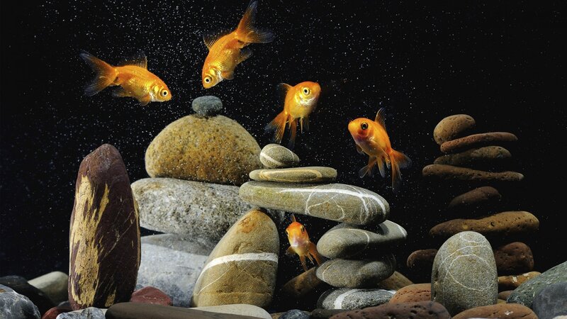 Goldfish Swimming Underwater — Black